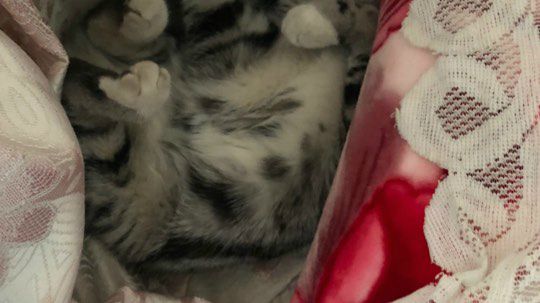 艾欧尼亚帮粉丝上分