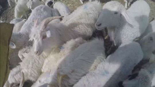 哆啦爱梦梦发布了一个斗鱼视频2020-03-11