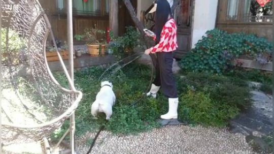 户外遛狗王飞哥发布了一个斗鱼视频2020-03-11