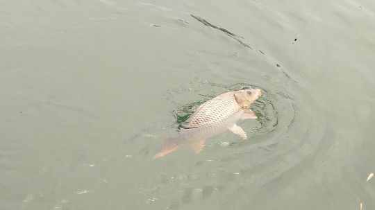 陆水围岔戏大鲤