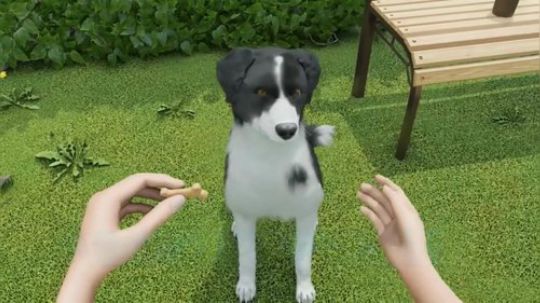 养狗模拟类游戏《Dog Trainer》
