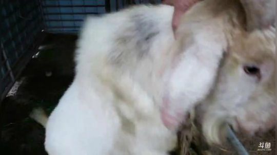 今天去怼坑 2020-03-30 17点场