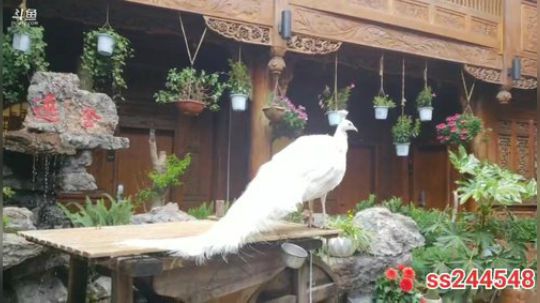 《纪实直播》理塘到拉萨24天丽江古城 2020-04-02 13点场