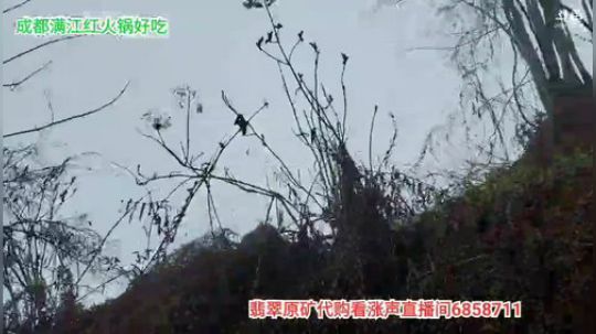 上山打野菜 2020-04-02 10点场