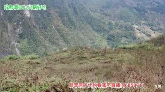 上山打野菜 2020-04-02 12点场