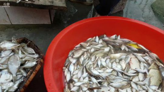 水库收地笼 468241 2020-04-05 16点场