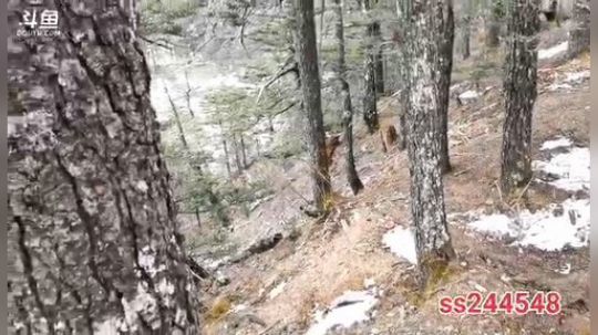 纪实直播26天登顶哈巴雪山 2020-04-05 16点场