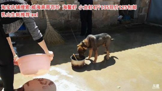 西北老狼哥哥发布了一个斗鱼视频2020-04-05