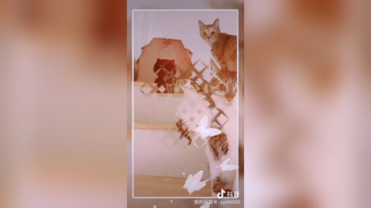 超能小姨妈发布了一个斗鱼视频2020-04-06