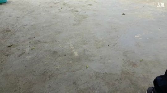 弄香椿摸鱼 2020-04-06 12点场