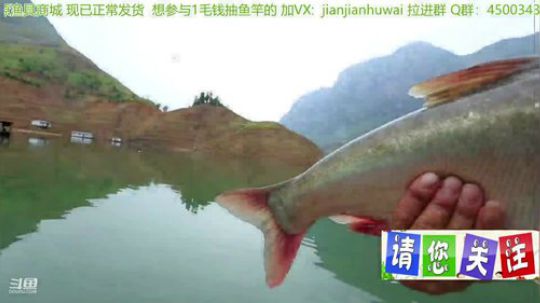 我在斗鱼看贱贱钓鱼直播乡野