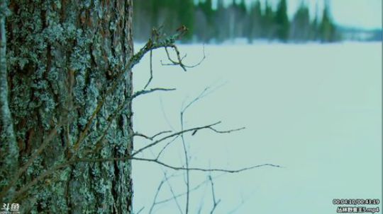 户外遛狗王飞哥发布了一个斗鱼视频2020-04-07