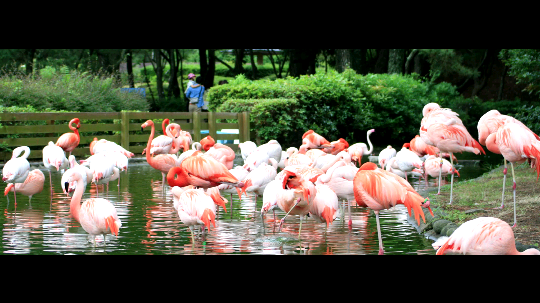 [风月同天日本游]福冈的动物之森 火烈鸟
