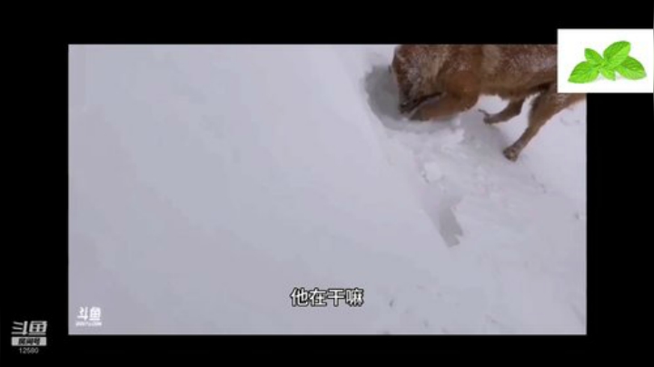 August丶21th发布了一个斗鱼视频2020-04-10