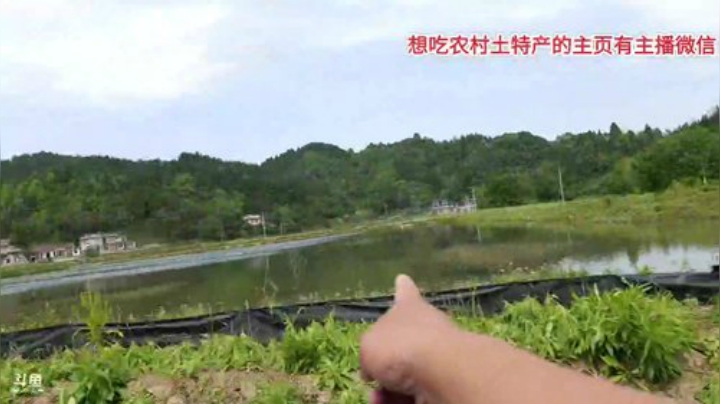 开心打野快乐美食 2020-04-13 13点场