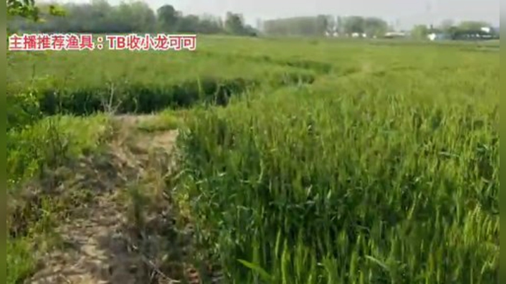 十一郎君01发布了一个斗鱼视频2020-04-13