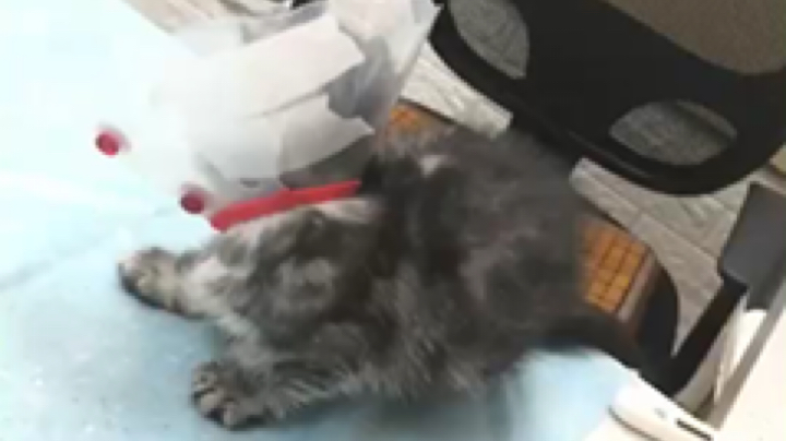 一顿认人宰割之后 耳螨清理了（你不知道那小小的耳朵里能有多少
