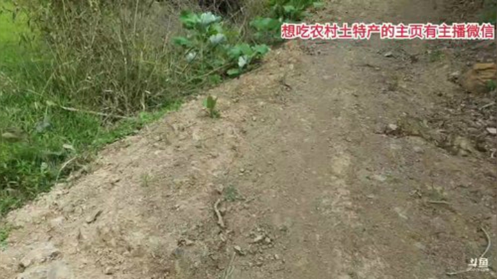 今天上山掰竹笋。 2020-04-14 10点场