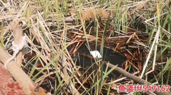 科头溜子发布了一个斗鱼视频2020-04-15