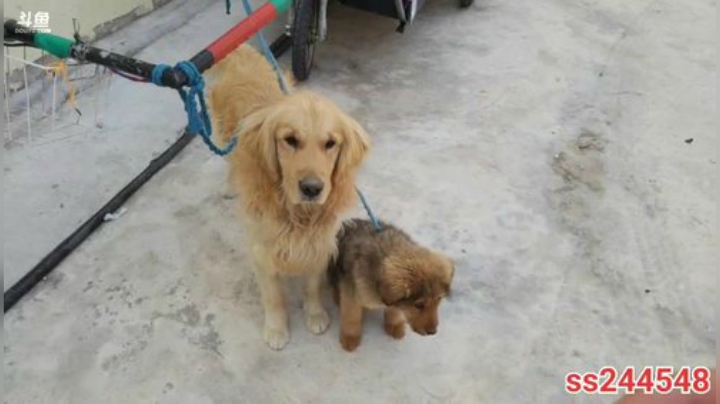 纪实直播37天理塘到拉萨，巴塘 2020-04-16 12点场