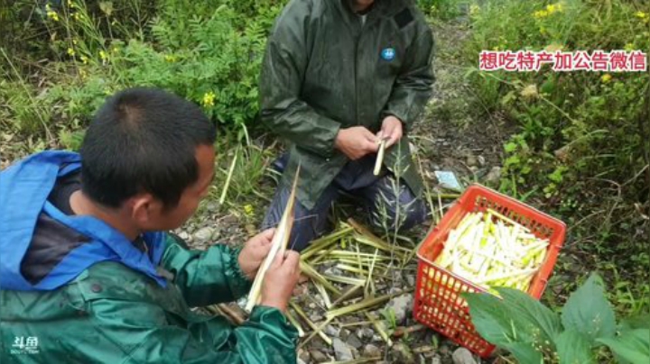 摘 小山竹笋 2020-04-21 12点场