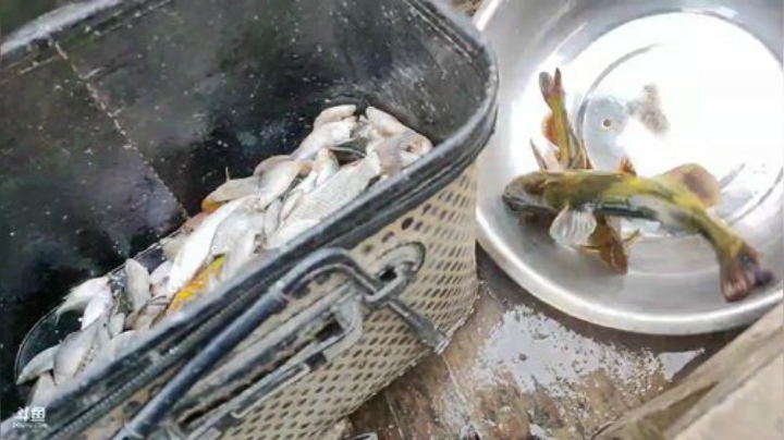 收白条网放鳜鱼钓 2020-04-22 14点场