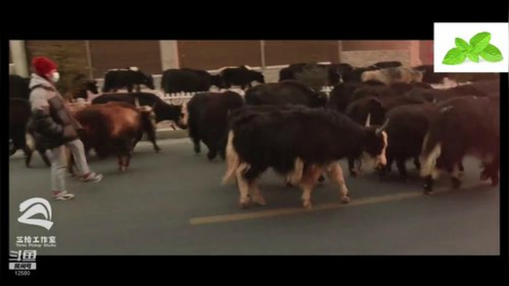 纪实直播38天理塘到拉萨，芒康等叶子 2020-04-25 02点场