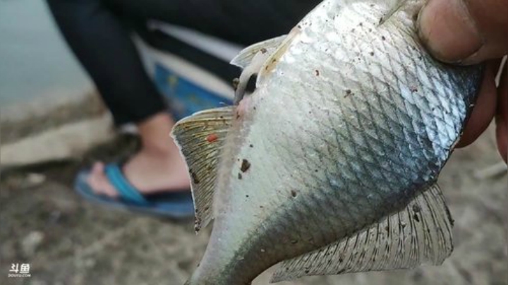 讲个笑话魅力水库钓鱼 2020-04-30 14点场