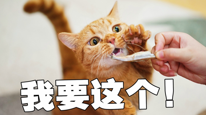 喵来啦v_猫咪性别决定惯用手?"男左女右"诚不我欺?