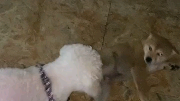 鹏鹏爱团意发布了一个斗鱼视频2020-05-01