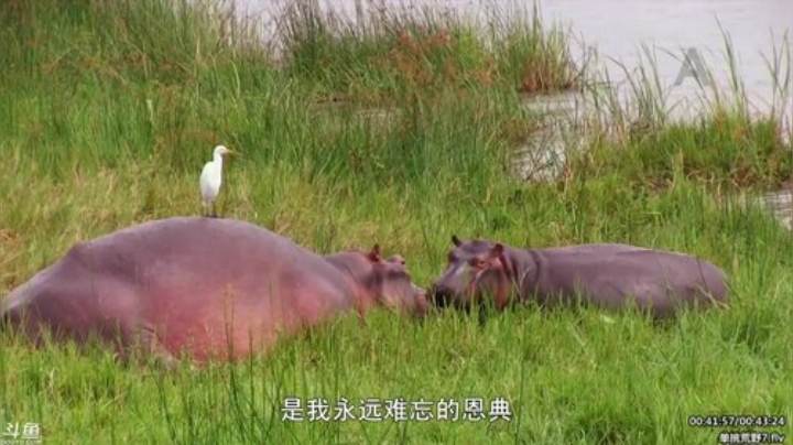 静思世语发布了一个斗鱼视频2020-05-03