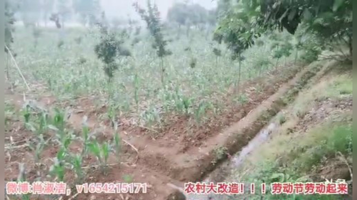 一条猪兒虫OvO发布了一个斗鱼视频2020-05-06