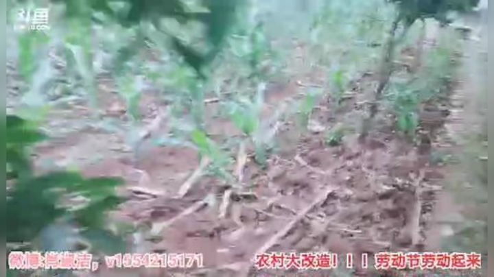 一条猪兒虫OvO发布了一个斗鱼视频2020-05-06