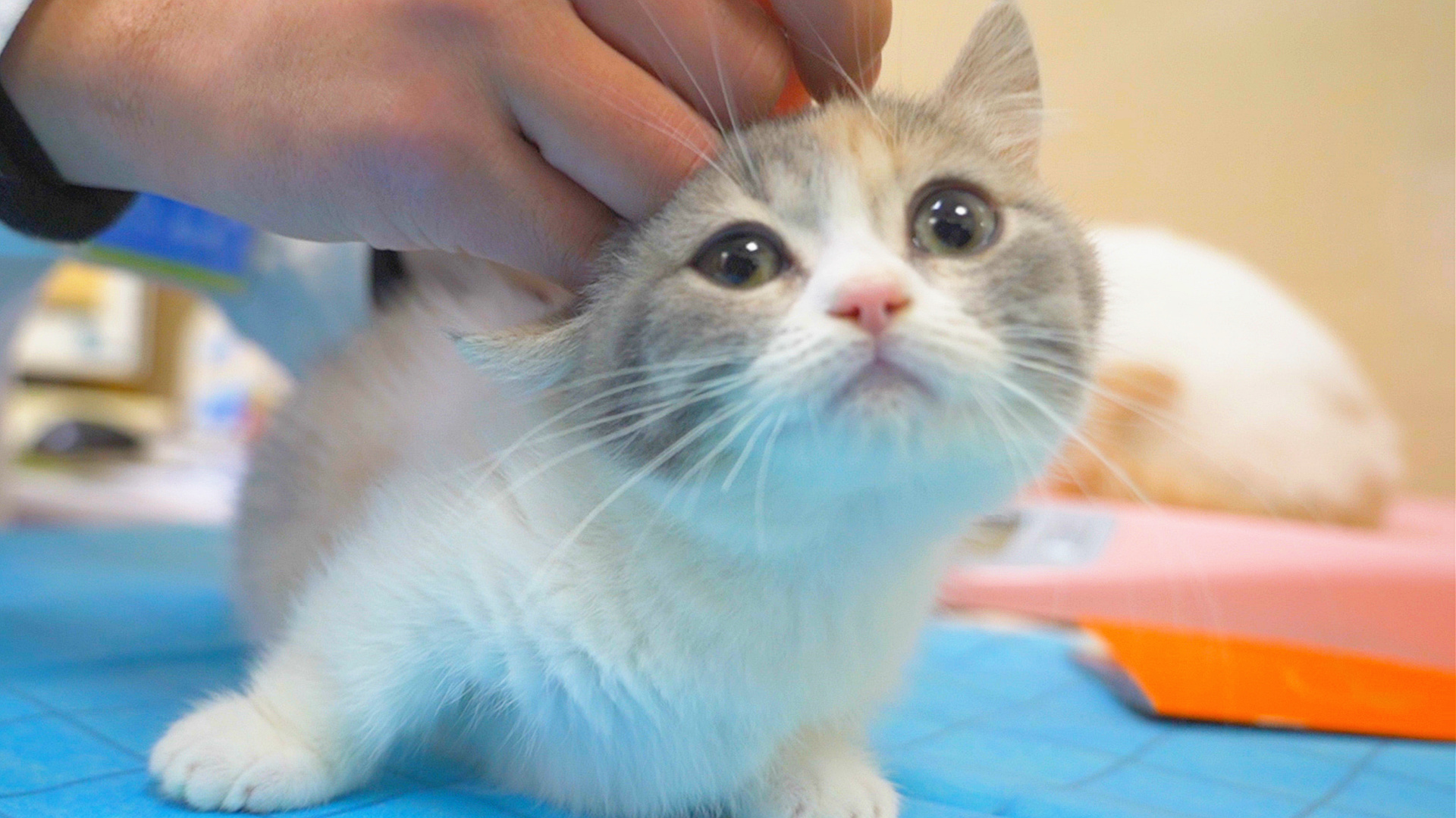 小奶猫去医院,医生哄着它打针,被扎后一脸懵!
