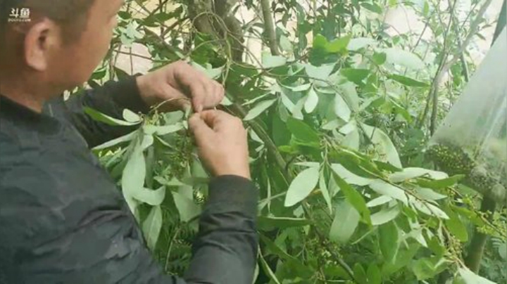 采摘山胡椒做山胡椒油。 2020-05-07 12点场