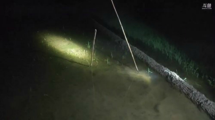 晚上出门抓黄鳝 2020-05-07 19点场