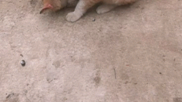 16年的猫咪