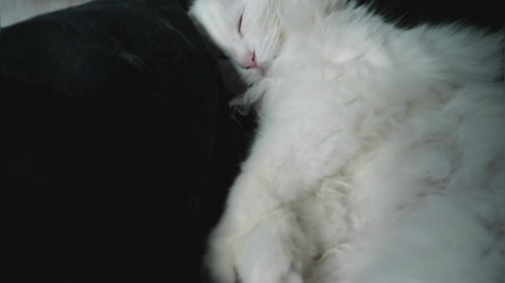 猫一个星期到底要掉多少毛？称了一下……