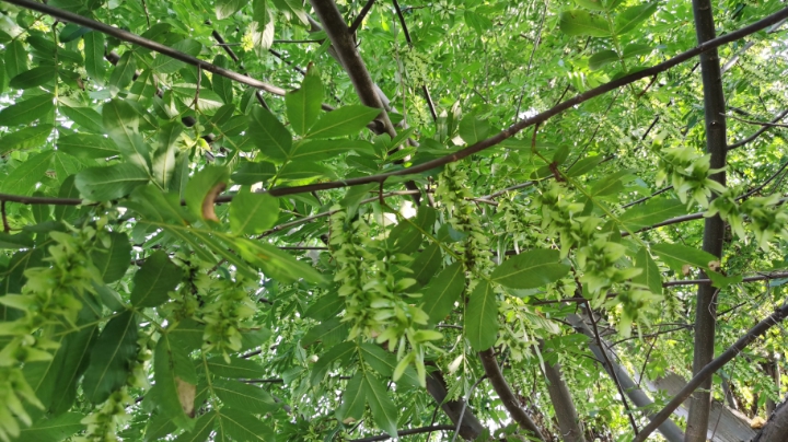 八开炸牛，2-3分钟一把，持续两个小时