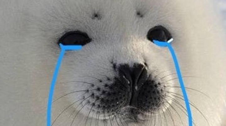 小白没了？
