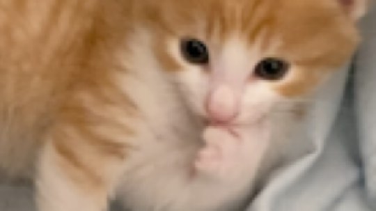 吃手手的橘宝。