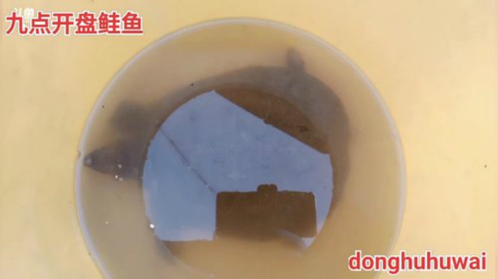 今天盘好多鲑鱼！ 2020-05-16 10点场