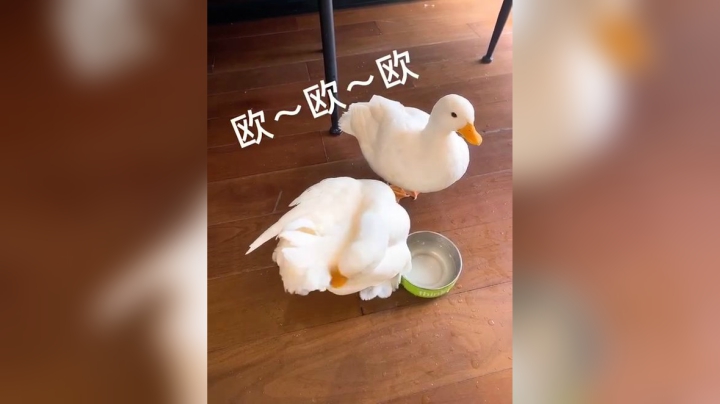 【撸鸭日记】今天也要开心鸭