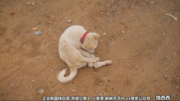 西北老狼哥哥发布了一个斗鱼视频2020-05-21