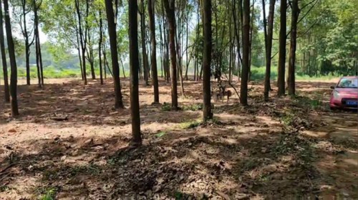 美好的一天 5025477 2020-05-19 10点场