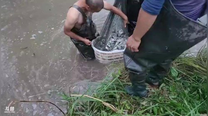 今天拉网鱼获爆炸 2020-05-21 18点场