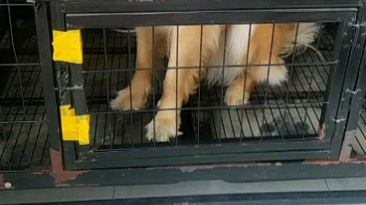[鲨鱼旭宝宝]