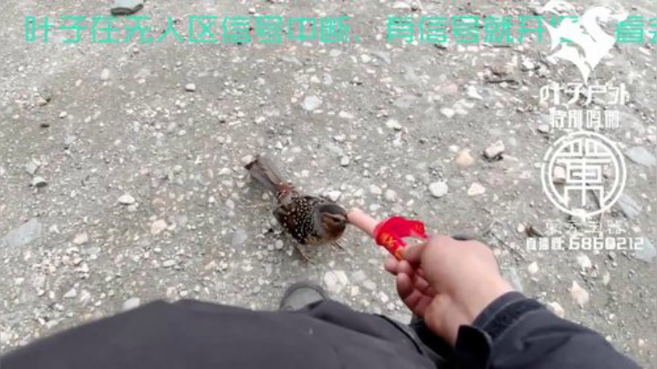 纪实直播;理塘到拉萨64天→西藏边境冲巴 2020-05-28 19点场