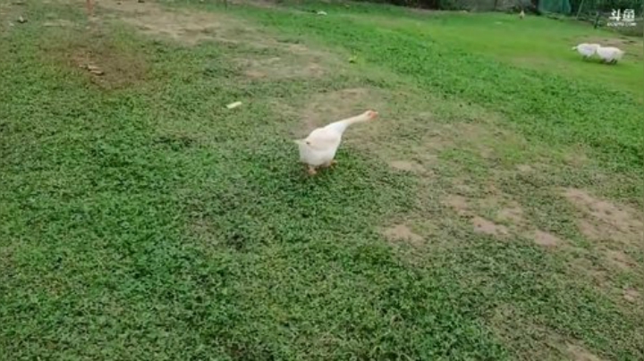 横渡大河，说干就干 2020-05-26 15点场