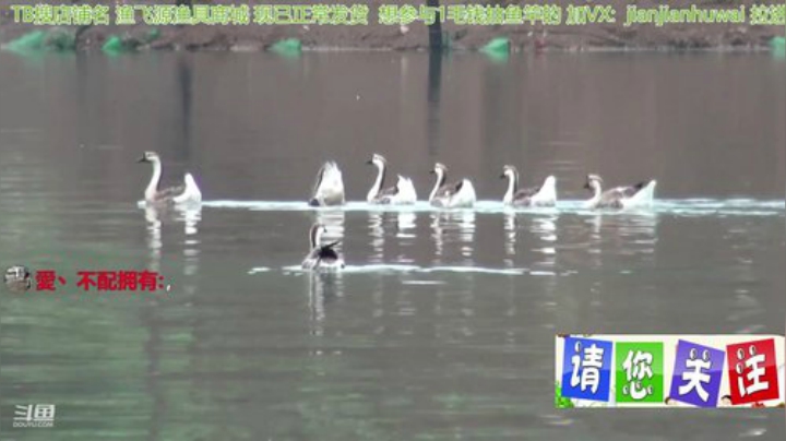 我在斗鱼看贱贱钓鱼直播户外